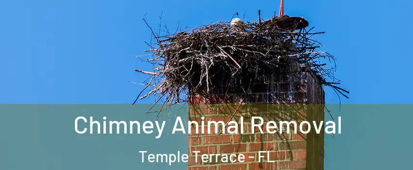  Chimney Animal Removal Temple Terrace - FL